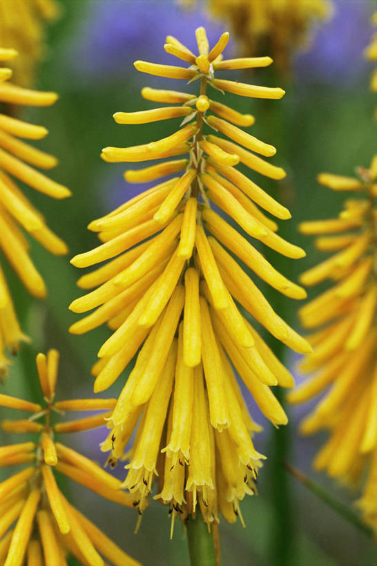 无人,竖图,室外,特写,白天,热情,美景,植物,景观,图像,黄色,自然,概念,生物,景色,摄影,焦点,自然风光,主题,思念,构图,火把莲,火炬百合,火炬花,彩图,剑叶兰,时空,百合科