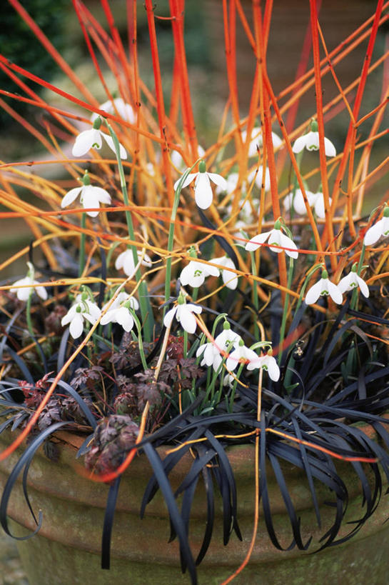无人,竖图,室外,特写,白天,美景,植物,花盆,种植,景观,冬天,图像,自然,容器,概念,生物,景色,季节,摄影,焦点,自然风光,主题,雪花莲,构图,彩图,时空,百合科