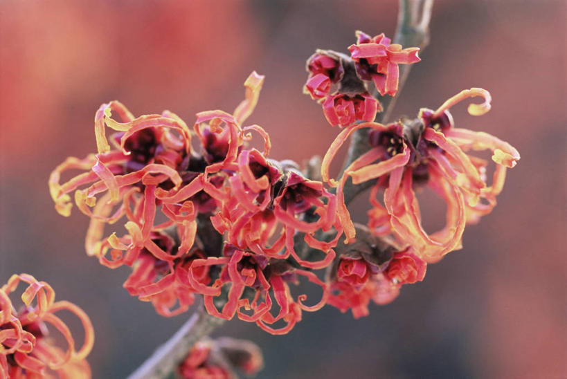 无人,横图,室外,特写,白天,美景,植物,景观,冬天,图像,自然,概念,橙色,景色,季节,摄影,灌木,脆弱,焦点,自然风光,主题,构图,彩图,北美金缕梅,时空