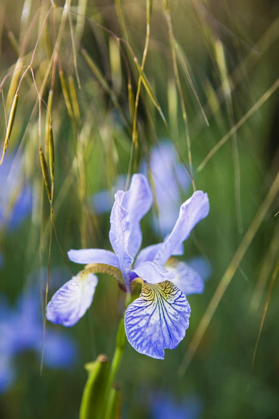 无人,竖图,室外,特写,白天,爱情,友谊,美景,植物,景观,鸢尾花,图像,花,一个,紫色,自然,夏天,概念,生物,景色,季节,摄影,多样,单个,焦点,鸢尾,自然风光,主题,柔焦,紫蝴蝶,蓝蝴蝶,扁竹花,构图,彩图,爱丽丝,爱丽丝花,时空,多年生植物