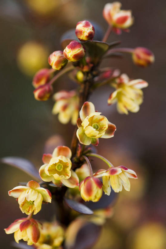 无人,竖图,室外,特写,白天,美景,植物,景观,图像,黄色,自然,春天,概念,景色,季节,摄影,灌木,脆弱,焦点,自然风光,主题,日本小檗,构图,彩图,时空