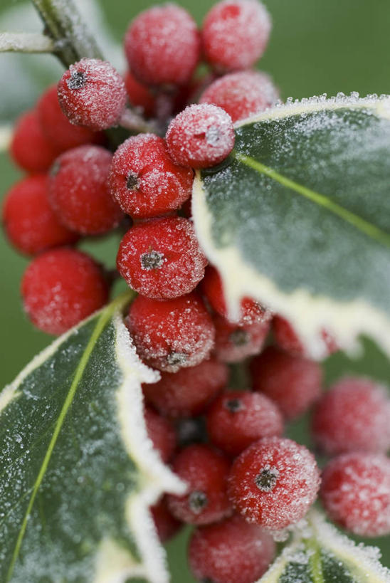 无人,竖图,室外,特写,白天,美景,植物,浆果,水果,圣诞节,许多,景观,冬天,食品,种子,很多,图像,霜,饮食,冬青树,树,红色,自然,概念,生物,景色,季节,摄影,灌木,荆棘,自然风光,主题,柔焦,常绿树,构图,彩图,时空,法定假日