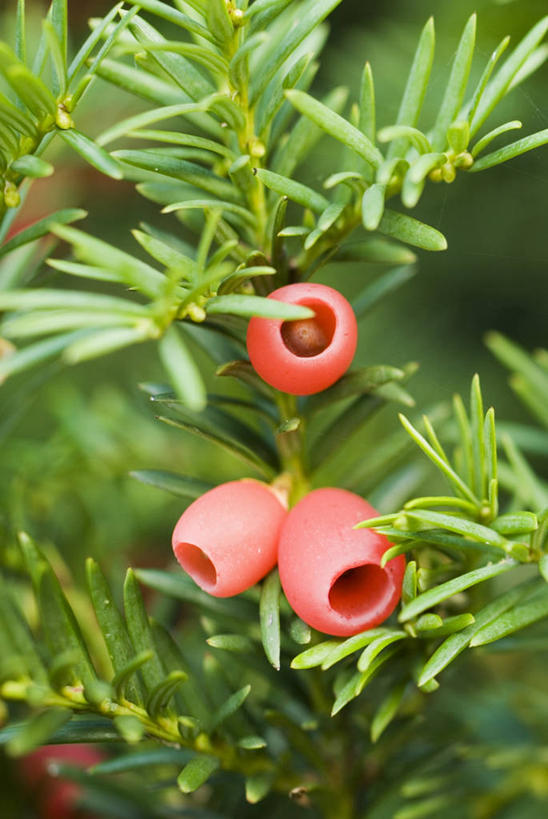 无人,竖图,室外,特写,白天,美景,植物,浆果,水果,景观,食品,种子,图像,饮食,树,三个,红色,自然,概念,生物,景色,摄影,灌木,焦点,自然风光,主题,常绿树,紫杉,构图,针叶树,彩图,时空