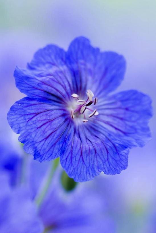 无人,竖图,室外,特写,白天,热情,美景,植物,盛开,景观,图像,花蕾,花,花瓣,花朵,鲜花,一朵,一个,紫色,阳光,自然,夏天,花苞,花蕊,太阳花,概念,生物,景色,季节,摄影,单个,天竺葵,脆弱,焦点,自然风光,主题,构图,牻牛儿苗,彩图,时空