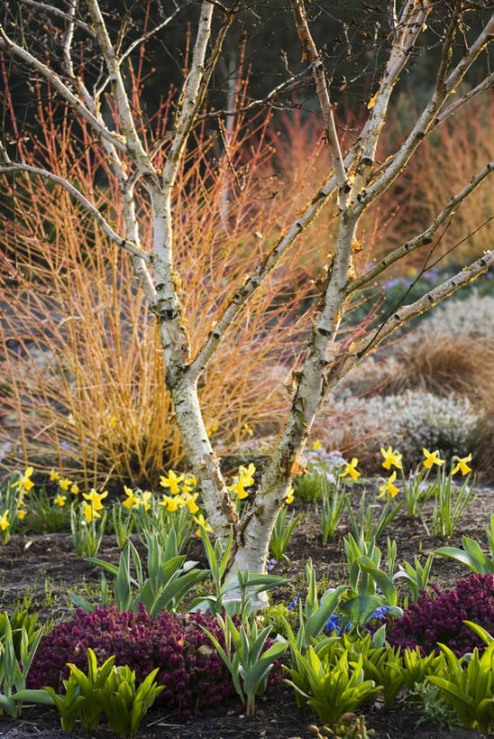 无人,竖图,室外,白天,植物,水仙花,图像,自然,生物,摄影,白桦,主题,落叶树,构图,彩图,时空,百合科