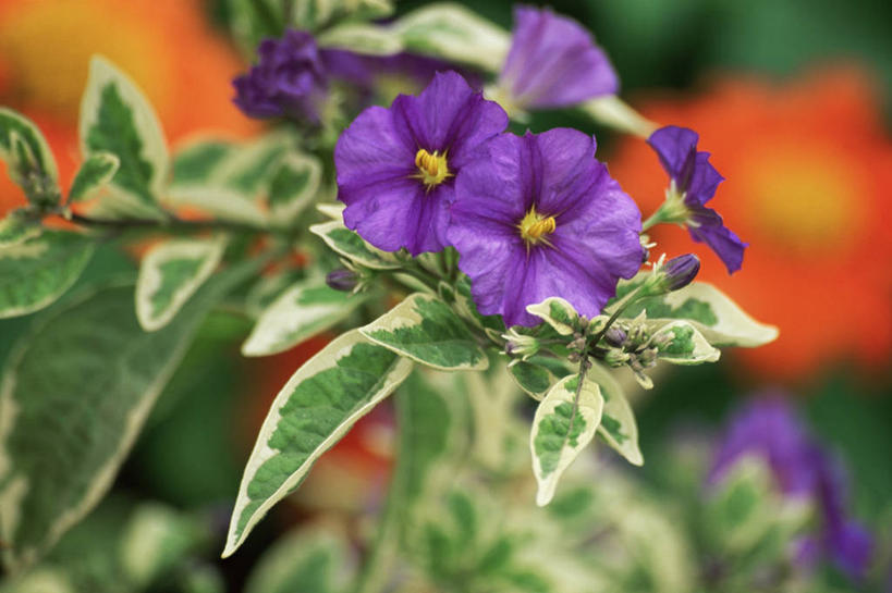 无人,攀登,横图,室外,特写,白天,美景,植物,景观,图像,紫色,自然,夏天,概念,生物,景色,季节,摄影,灌木,焦点,自然风光,主题,户外活动,构图,彩图,时空