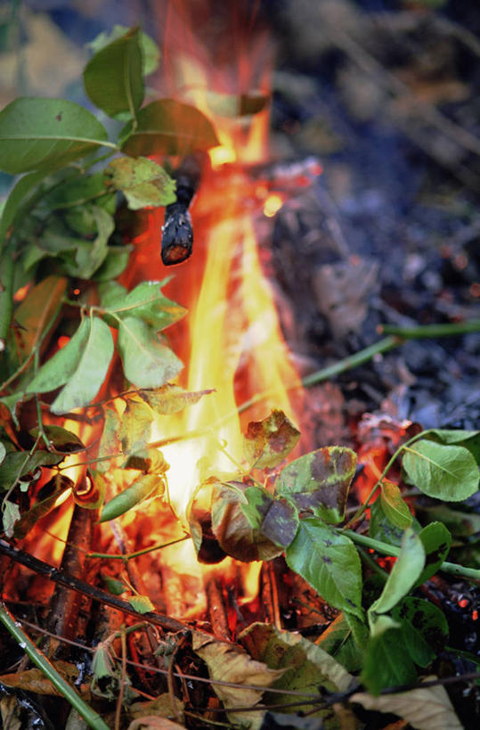 无人,家庭,竖图,室外,白天,火,火焰,园艺,图像,生病,温暖,温馨,一家人,季节,摄影,和睦,疾病,篝火,自然现象,构图,秋天,彩图,时空,融洽,家务劳动