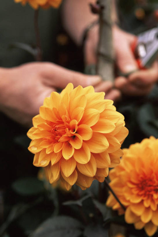 中年人,手,一个人,竖图,室外,特写,白天,植物,园艺,图像,橙色,生物,人体,摄影,构图,彩图,时空,对焦