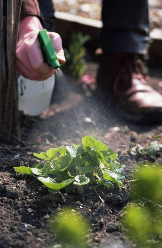 成年人,手,一个人,竖图,室外,白天,机器,植物,仅一个男性,园艺,图像,容器,机械,生物,人体,摄影,部分,喷雾瓶,喷雾器,农具,耕具,构图,男人,中年男性,彩图,时空,对焦