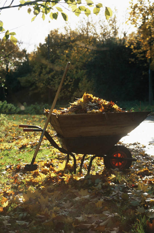无人,家庭,竖图,室外,白天,植物,叶子,园艺,图像,自然,温暖,温馨,一家人,生物,季节,摄影,和睦,耙子,主题,收集,独轮手推车,构图,秋天,彩图,时空,融洽,家务劳动