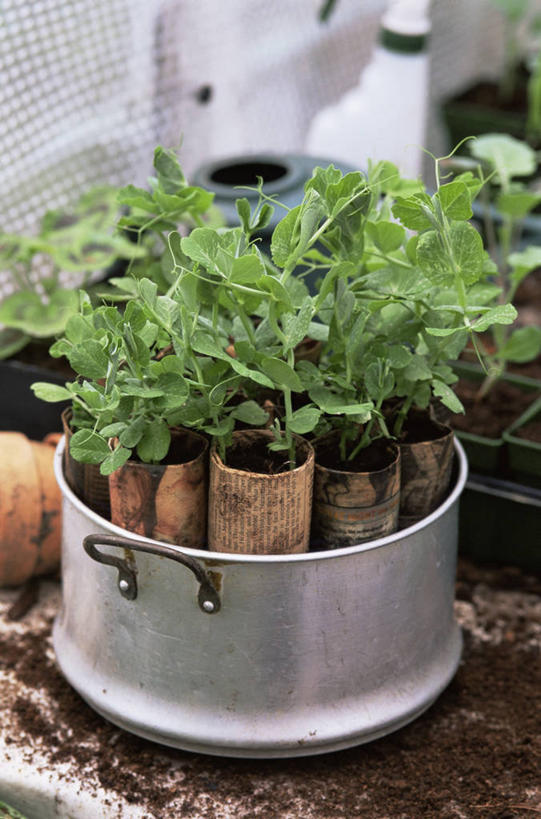 无人,竖图,室内,白天,植物,园艺,食品,香豌豆,图像,饮食,自然,概念,生物,摄影,有机食品,生长,豌豆花,主题,秧苗,循环利用,环境保护,构图,彩图,时空