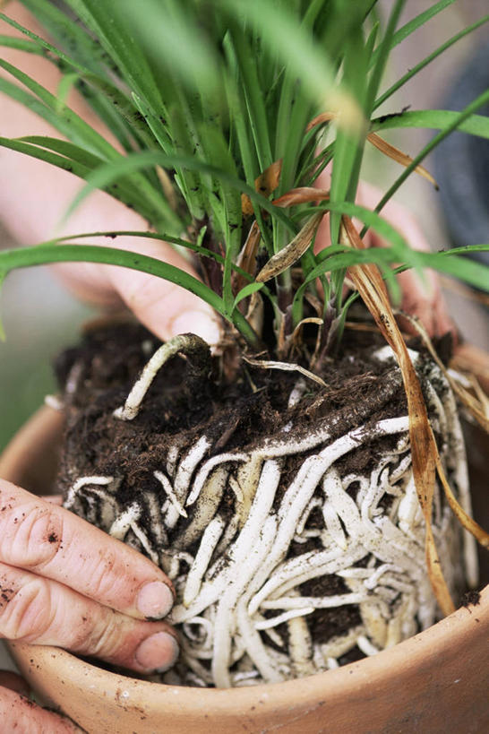 无人,竖图,室外,特写,白天,美景,植物,百合花,种植,盆栽,景观,园艺,图像,自然,概念,生物,景色,摄影,生长,非洲百合,焦点,自然风光,主题,构图,彩图,时空