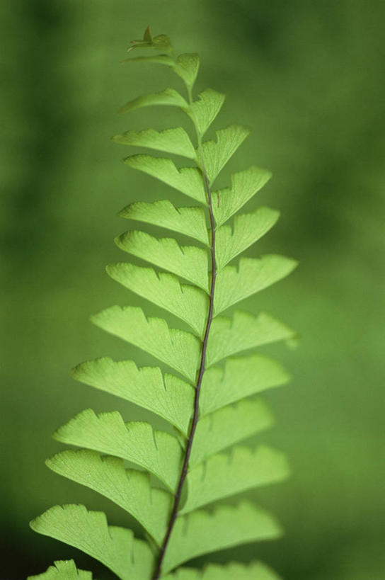 无人,竖图,室外,白天,植物,叶子,开,图像,一个,绿色,自然,春天,概念,生物,季节,摄影,生长,单个,蕨类,焦点,清新,主题,柔焦,构图,复叶,掌叶铁线蕨,铁线蕨,彩图,时空