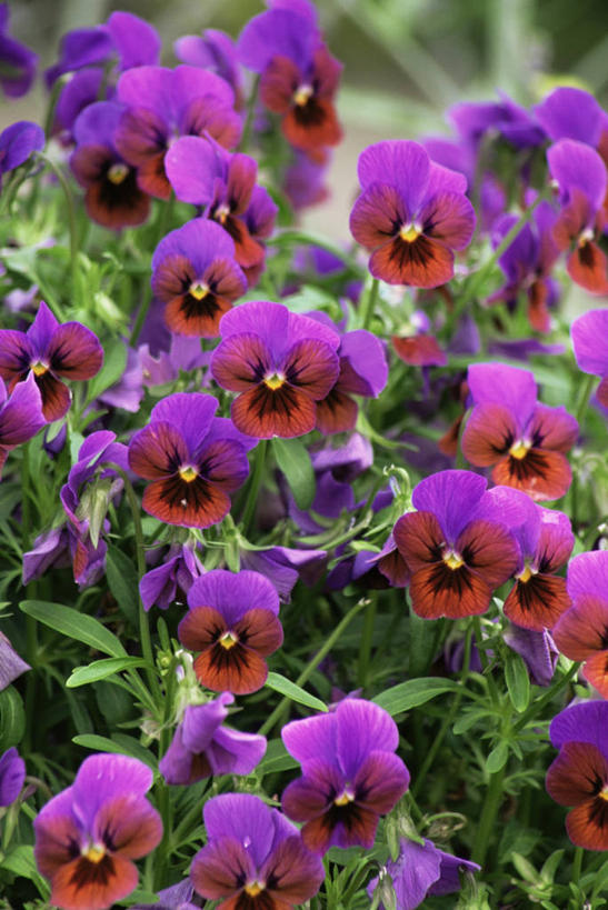 无人,竖图,室外,白天,美景,紫罗兰,许多,丰富,花坛,景观,很多,图像,自然,春天,概念,景色,季节,摄影,自然风光,主题,三色紫罗兰,构图,彩图,时空