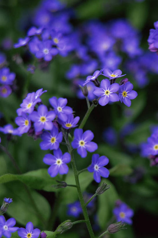 无人,竖图,室外,特写,白天,美景,勿忘我,花坛,景观,图像,紫色,自然,春天,概念,景色,季节,摄影,焦点,自然风光,主题,构图,彩图,时空,二年生植物