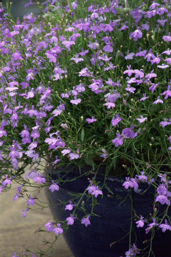 无人,竖图,室外,特写,白天,美景,许多,花坛,景观,园艺,很多,图像,紫色,自然,夏天,概念,景色,季节,摄影,自然风光,主题,构图,彩图,时空,半边莲属