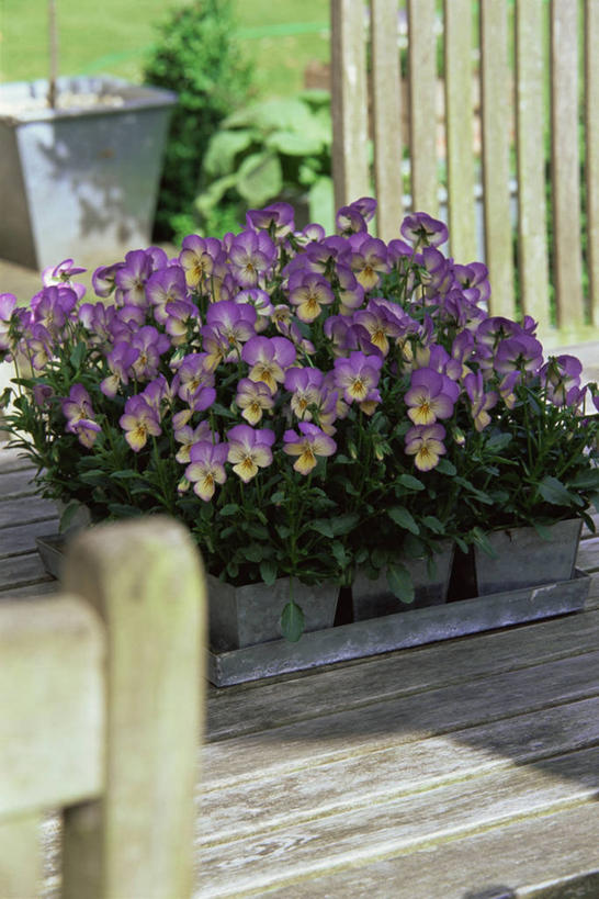 无人,竖图,室外,白天,紫罗兰,庭院,地面,图像,自然,花束,摄影,主题,三色紫罗兰,构图,彩图,时空