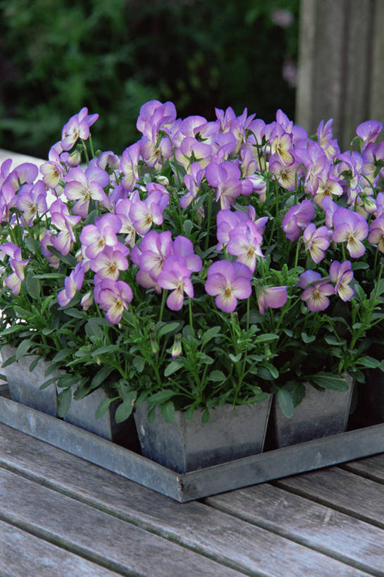 无人,竖图,室外,白天,美景,紫罗兰,景观,图像,紫色,自然,春天,概念,景色,季节,摄影,简单,自然风光,主题,三色紫罗兰,构图,彩图,时空