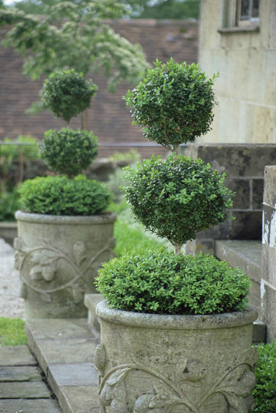 无人,花园,竖图,室外,白天,花圃,园艺,图像,盒子,自然,容器,摄影,灌木,主题,曲别针,构图,黄杨木,小花园,彩图,时空,对焦