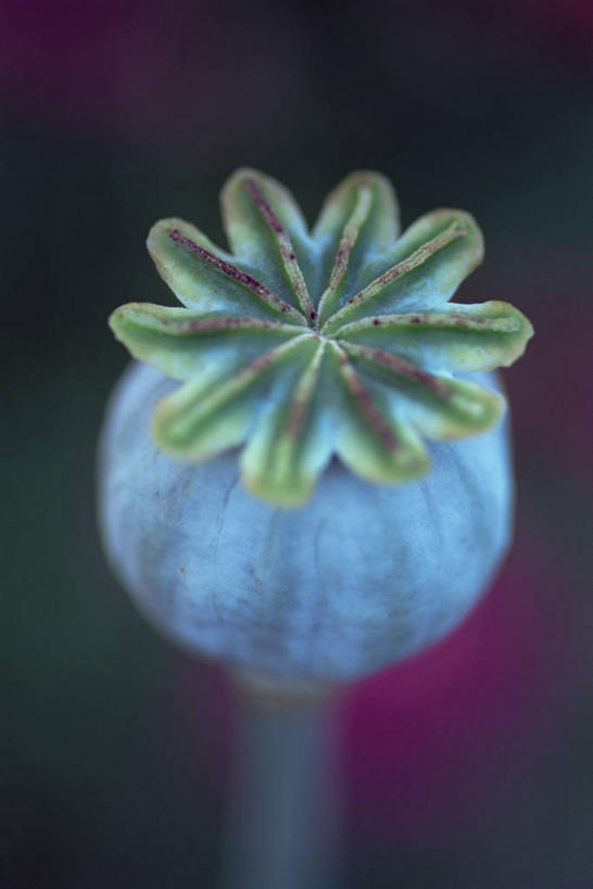 无人,竖图,室外,特写,白天,美景,罂粟,景观,种子,图像,一个,蓝色,自然,夏天,概念,景色,季节,摄影,单个,焦点,自然风光,主题,柔焦,构图,彩图,时空