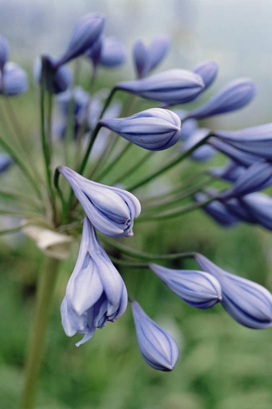 无人,竖图,室外,特写,白天,美景,植物,百合花,景观,图像,花蕾,紫色,自然,夏天,概念,生物,景色,季节,摄影,非洲百合,焦点,自然风光,主题,构图,彩图,时空