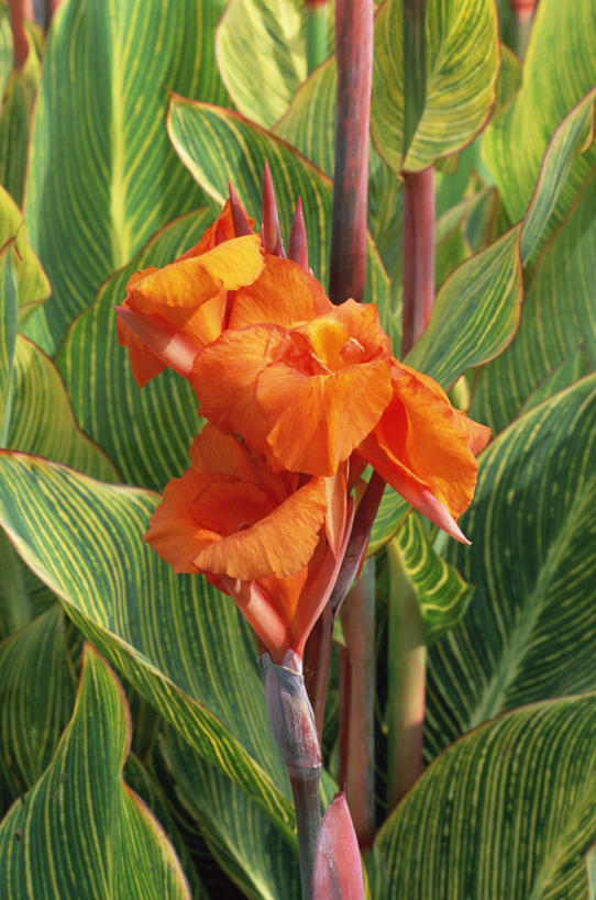 无人,竖图,室外,特写,白天,美景,植物,百合花,景观,图像,花,自然,概念,橙色,生物,景色,摄影,气候,热带气候,自然风光,主题,美人蕉,兰蕉,大花美人蕉,红艳蕉,构图,彩图,时空
