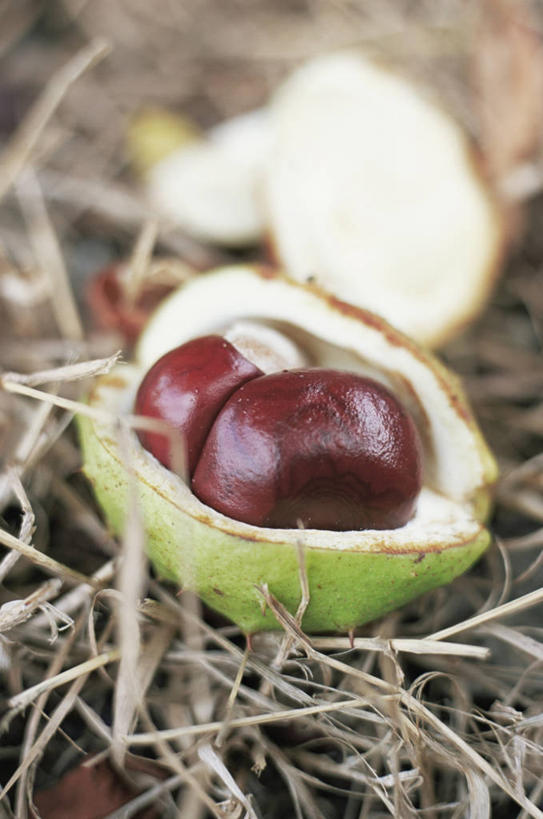 无人,竖图,室外,特写,白天,美景,水果,景观,栗子,食品,坚果,褐色,种子,图像,饮食,树,自然,概念,景色,季节,摄影,收获,焦点,自然风光,主题,七叶树,落叶树,构图,娑罗树,秋天,彩图,时空,板栗游戏