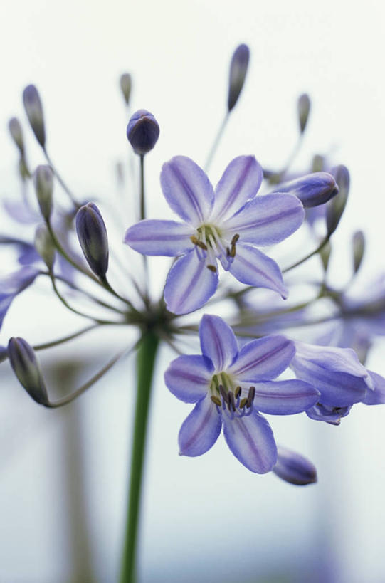 无人,竖图,室外,特写,白天,美景,植物,百合花,景观,图像,花蕾,紫色,自然,夏天,概念,生物,景色,季节,摄影,非洲百合,焦点,清新,自然风光,主题,构图,彩图,时空