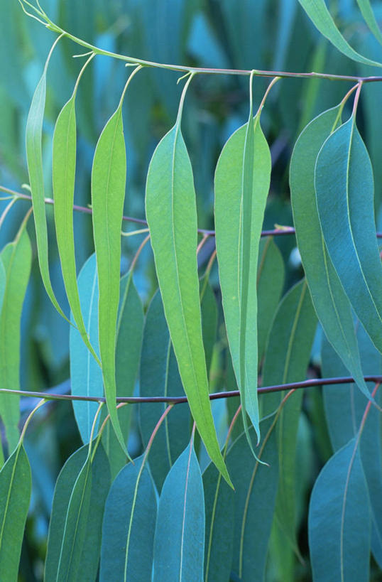 无人,竖图,室外,特写,白天,美景,植物,叶子,景观,图像,树,绿色,自然,概念,景色,摄影,生长,自然风光,主题,桉树,常绿树,构图,彩图,时空