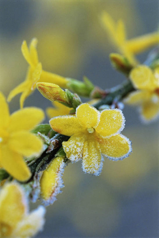 无人,竖图,室外,特写,白天,美景,景观,冬天,图像,花蕾,霜,茉莉,自然,概念,景色,寒冷,季节,冷,摄影,焦点,自然风光,主题,构图,彩图,时空