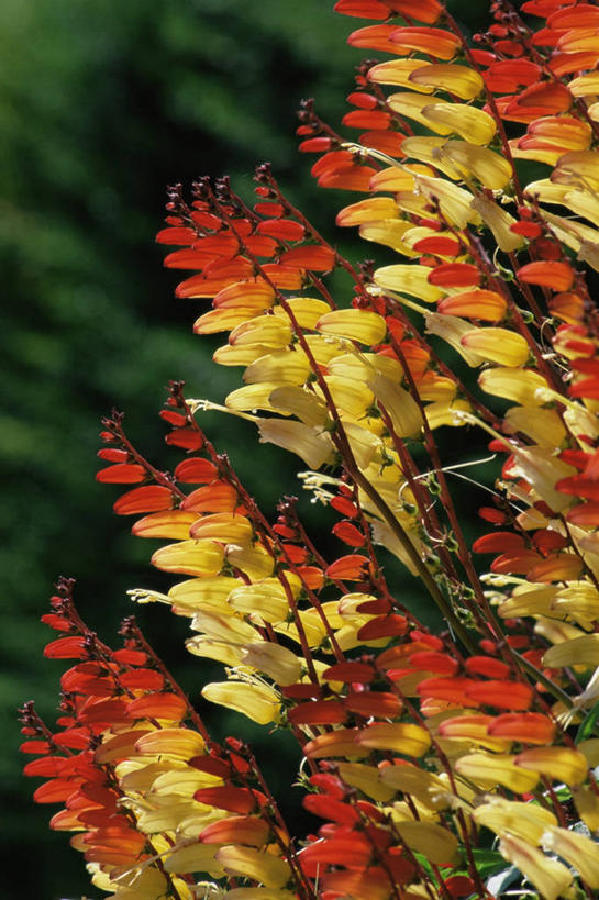 无人,竖图,室外,特写,白天,美景,许多,景观,很多,图像,自然,夏天,概念,橙色,景色,季节,摄影,焦点,自然风光,主题,构图,西班牙国旗,彩图,时空