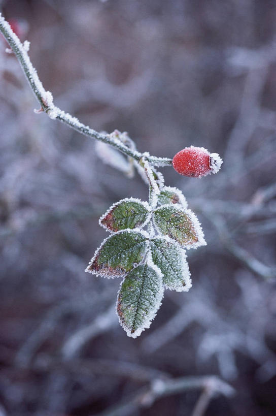 无人,竖图,室外,特写,白天,美景,浆果,水果,叶子,景观,冬天,食品,图像,霜,饮食,红色,自然,概念,景色,寒冷,季节,冷,摄影,焦点,自然风光,主题,蔷薇果,构图,野玫瑰,彩图,时空