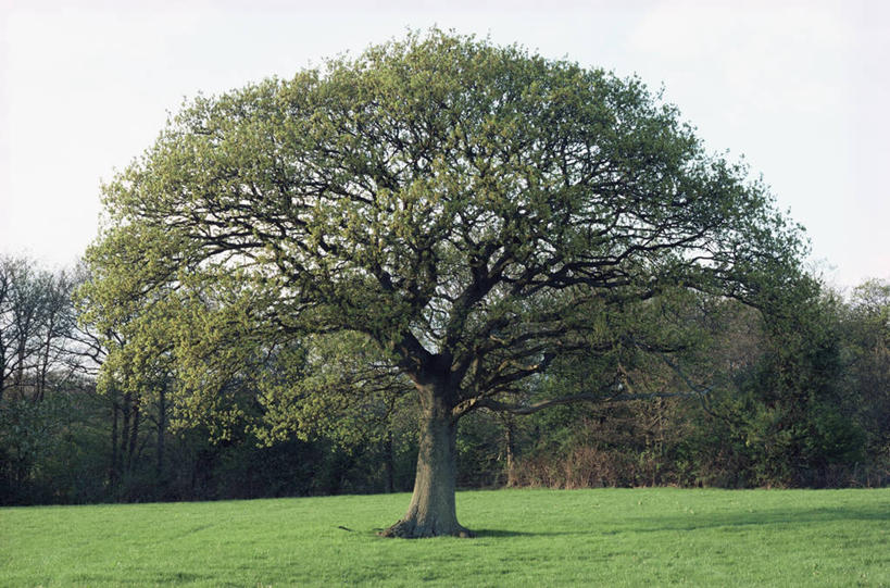 无人,横图,室外,白天,侧面,美景,植物,景观,图像,树,绿色,自然,春天,概念,景色,季节,力量,摄影,生长,自然风光,主题,橡树,剪影,视角,落叶树,构图,彩图,时空,延时摄影