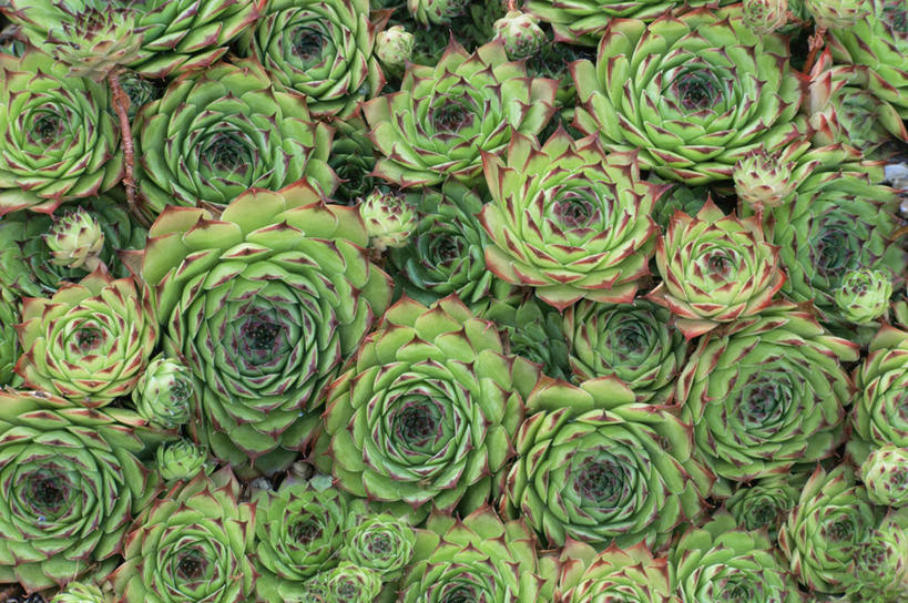 无人,横图,室外,特写,白天,背景,美景,植物,叶子,许多,景观,缎带,很多,图像,绿色,自然,概念,景色,摄影,石莲花,清新,自然风光,主题,构图,彩图,全画面,全框架,全帧,肉质植物,时空,全画幅,长生花