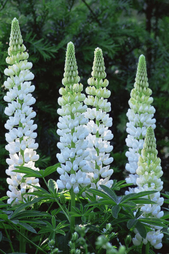 无人,竖图,室外,特写,白天,美景,植物,景观,野花,图像,花,白色,自然,夏天,概念,生物,景色,季节,摄影,豌豆花,焦点,自然风光,主题,白羽扇豆,构图,彩图,时空