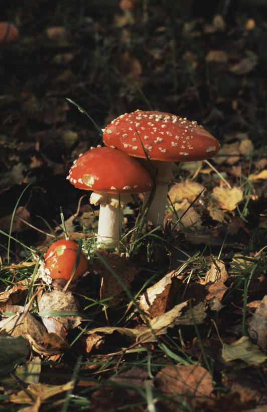 无人,竖图,室外,特写,白天,美景,叶子,景观,蘑菇,图像,红色,自然,概念,生物,景色,季节,摄影,焦点,真菌,自然风光,主题,构图,毒蘑菇,秋天,彩图,时空