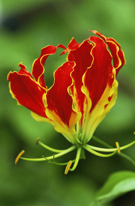 无人,竖图,彩色,室外,特写,白天,美景,植物,百合花,盛开,景观,图像,花蕾,花,花瓣,花朵,鲜花,一朵,一个,红色,自然,夏天,花苞,花蕊,藤蔓,概念,景色,季节,摄影,单个,五颜六色,色彩斑斓,焦点,自然风光,主题,五彩缤纷,藤蔓植物,强瞿,五彩斑斓,构图,五光十色,百合蒜,倒仙,番韭,山丹,彩图,火焰百合,时空