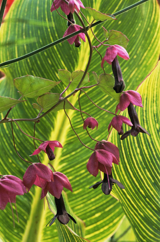 无人,竖图,室外,特写,白天,美景,植物,百合花,叶子,景观,图像,紫色,自然,夏天,藤蔓,概念,生物,景色,季节,摄影,多样,焦点,自然风光,主题,藤蔓植物,美人蕉,兰蕉,大花美人蕉,红艳蕉,构图,彩图,时空