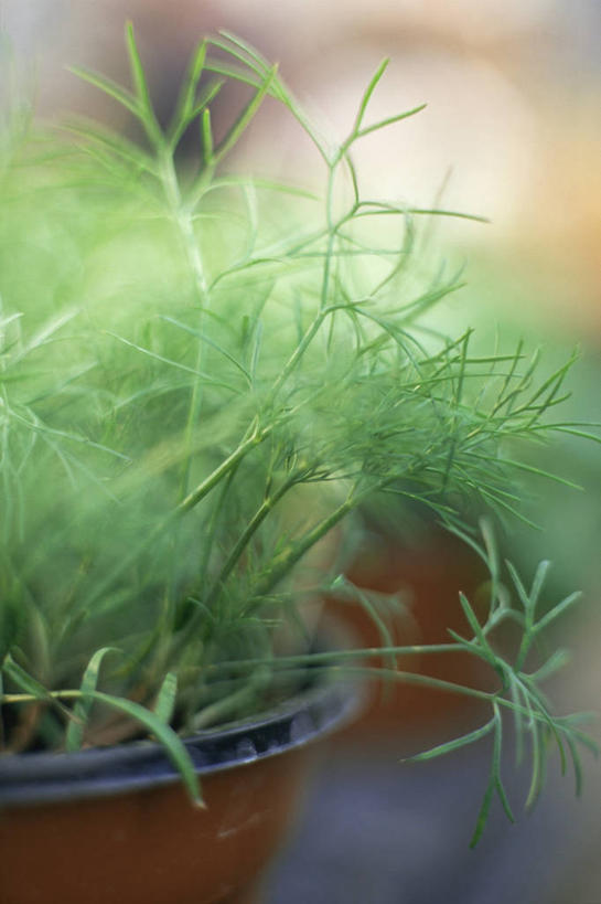 无人,竖图,室内,特写,植物,叶子,图像,饮食,绿色,自然,摄影,草本,主题,莳萝,构图,彩图,影棚拍摄,对焦