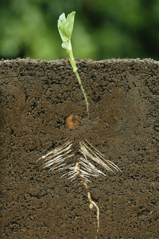 无人,竖图,室外,特写,白天,豆,叶子,泥土,根部,图像,自然,夏天,树苗,概念,季节,摄影,生长,部分,主题,横截面,自然现象,豆科植物,构图,彩图,时空