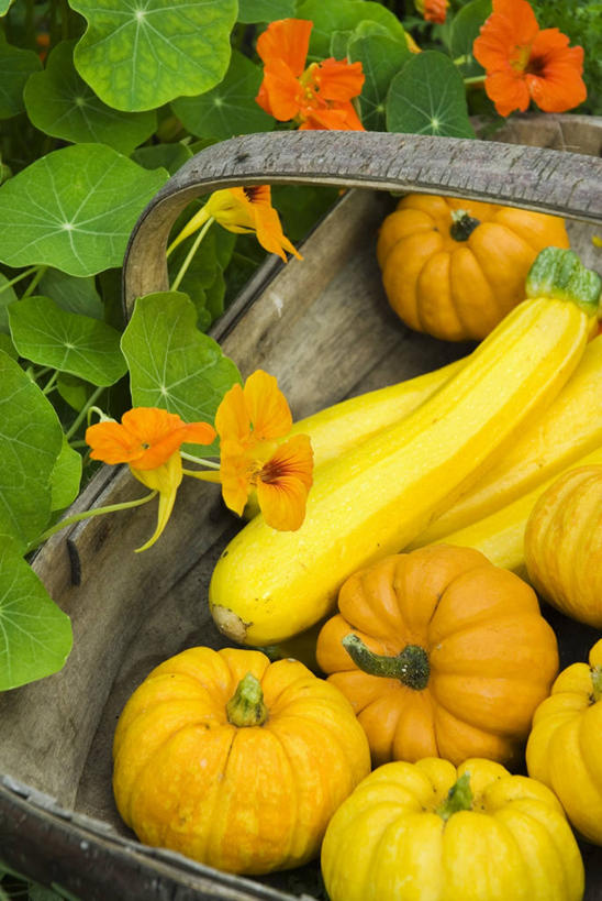 无人,竖图,室外,特写,白天,美景,南瓜,蔬菜,静物,新鲜,景观,金瓜,食品,西葫芦,图像,饮食,番瓜,食物,黄色,自然,夏天,概念,景色,季节,摄影,有机食品,绿色食品,麦瓜,倭瓜,清新,自然风光,主题,健康食物,旱金莲花,构图,水芹,胡瓜,彩图,时空