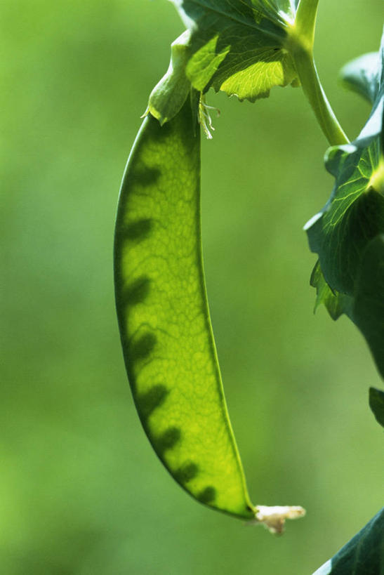 无人,竖图,室外,特写,白天,蔬菜,透明,食品,图像,饮食,一个,自然,夏天,概念,季节,摄影,有机食品,单个,焦点,清新,主题,逆光,豌豆系,健康食物,豆科植物,构图,彩图,时空