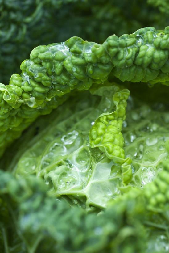 无人,竖图,室外,特写,白天,蔬菜,食品,图像,饮食,绿色,自然,夏天,概念,甘蓝,季节,摄影,有机食品,焦点,清新,主题,皱叶甘蓝,健康食物,构图,彩图,时空