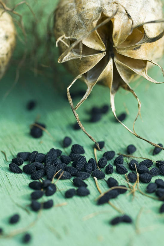 无人,竖图,室外,特写,白天,植物,静物,许多,园艺,调味,香料,佐料,种子,毛茛,草药,药草,很多,图像,中药,自然,摄影,葛缕子,配料,主题,药材,中草药,中药材,本草,作料,老虎脚爪草,鱼疔草,构图,彩图,时空,对焦