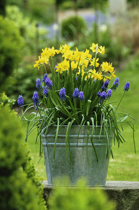 无人,竖图,室外,白天,美景,风信子,蔬菜,新鲜,景观,食品,图像,食物,自然,春天,概念,景色,季节,摄影,有机食品,绿色食品,焦点,自然风光,主题,构图,葡萄风信子,彩图,时空