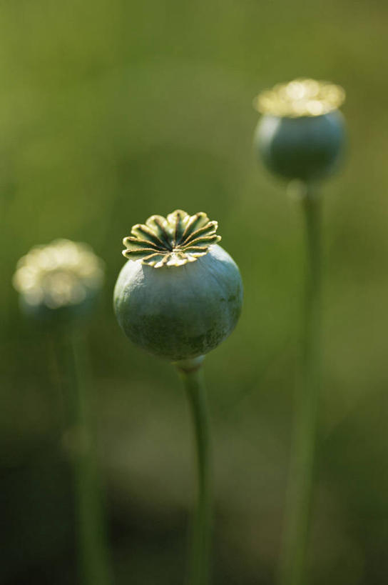 无人,竖图,室外,特写,白天,美景,罂粟,景观,图像,绿色,自然,概念,景色,摄影,焦点,自然风光,主题,构图,彩图,时空