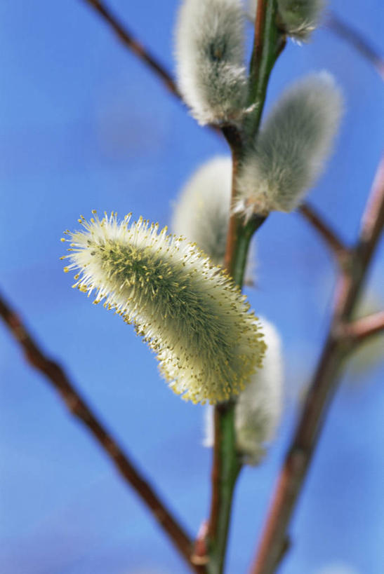 无人,竖图,室外,特写,白天,美景,植物,柳树,景观,图像,花,树,黄色,蓝色,天空,自然,春天,概念,景色,季节,摄影,焦点,自然风光,主题,自然现象,落叶树,构图,彩图,时空,褪色柳