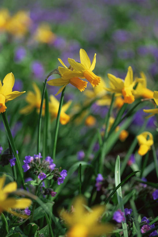 无人,竖图,室外,特写,白天,美景,植物,蔬菜,新鲜,景观,食品,图像,花,食物,黄色,自然,春天,概念,景色,季节,摄影,有机食品,绿色食品,焦点,草本,自然风光,主题,构图,彩图,时空,兜藓
