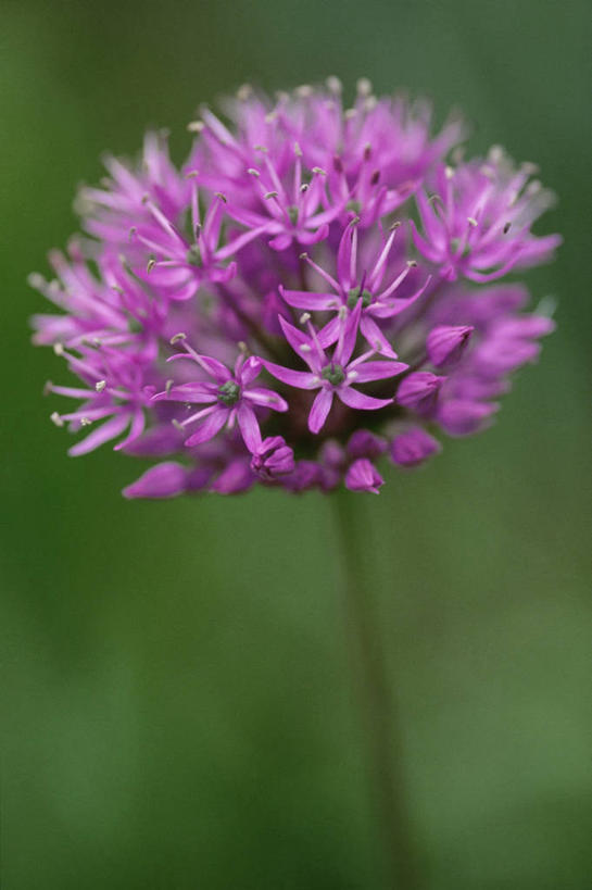 无人,竖图,室外,特写,白天,美景,蔬菜,新鲜,盛开,景观,食品,图像,花蕾,花,花瓣,花朵,鲜花,食物,一朵,一个,粉色,自然,春天,花苞,花蕊,概念,球体,景色,季节,摄影,有机食品,绿色食品,单个,焦点,自然风光,主题,构图,三维图形,彩图,洋葱花,时空,百合科