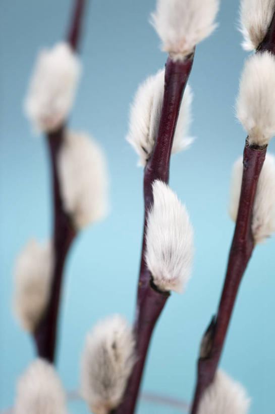 无人,竖图,室内,特写,美景,柳树,蓝色背景,景观,图像,自然,春天,概念,景色,季节,摄影,生长,焦点,清新,自然风光,主题,落叶树,构图,开端,彩图,影棚拍摄,褪色柳